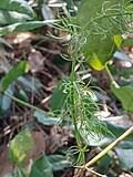 Image result for Asparagus krebsianus