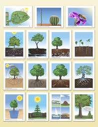 Impressionistic Charts Botany Montessori Research