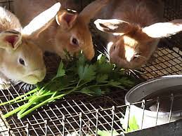 Naturally Feeding Rabbits - Httpwwwecosnippetscomlivestock-animalsnaturally-feeding-rabbits Meat Rabbits Rabbit Feeding Pet Rabbit