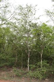 Image result for Holarrhena floribunda