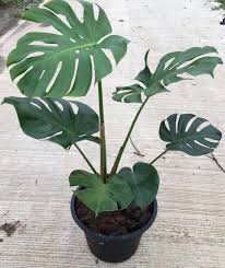 960 × 1280 plantshub] ep.2 ระวังมอนสเตอร่าปลอม! à¸¡à¸­à¸™à¸ªà¹€à¸•à¸­à¸£ à¸² à¹„à¸ˆà¹à¸­à¸™à¸— à¹„à¸¡ à¸à¸£à¸°à¸–à¸²à¸‡ à¸ªà¸§à¸™à¸žà¸¤à¸à¸©à¸²à¸ªà¸¢à¸²à¸¡ Inspired By Lnwshop Com