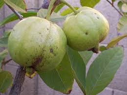 The fruit's flesh will either be soft or crisp. Growing Guavas