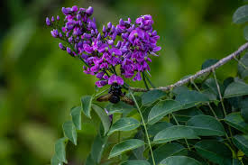 Image result for Lonchocarpus