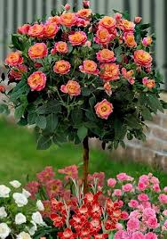 Often performing solo, savino's modern take on the. Weeping Rose Tree Startseite Facebook