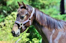 Your symbolic adoption helps to support expert animal care for all the horses at camp wildwood and equestrian. Equines Rspca South Australia