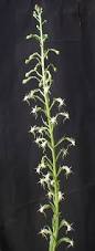 Image result for Habenaria schimperiana