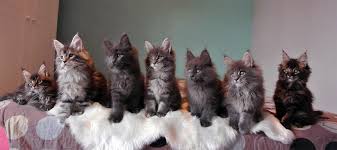 Bienvenue sur l'élevage familial spécialisé dans le maine coon, découvrez avec nous ce magnifique chat de race surnommé le doux bienvenue dans notre chatterie familiale du maine coon world. Conseils Et Tarifs De Nos Chatons Maine Coon Chatterie Moonwalk