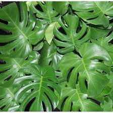 Check spelling or type a new query. Assorted Philodendron 10 Grower Pot Phil10 Rona
