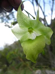 Image result for Aeranthes africana