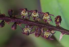 Image result for Bulbophyllum scaberulum