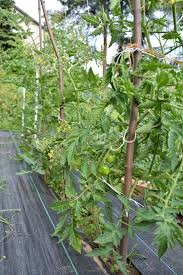 The less distance between plants, the greater the efficiency. How Far Apart To Plant Tomatoes For Maximum Yields