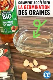 L Astuce De Jardinier Pour Faire Germer Les Graines Beaucoup Plus Vite En 2020 Graines De Citron Faire Germer Des Graines Germination Graine