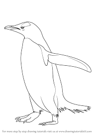 List of 25+ animals that live in the sea with the picture! Learn How To Draw A Gentoo Penguin Antarctic Animals Step By Step Drawing Tutorials