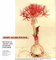 Image result for Cryptosepalum exfoliatum