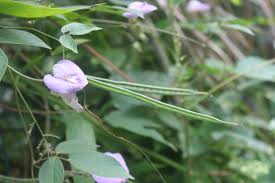 Image result for Centrosema pubescens