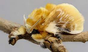 We did not find results for: Puss Caterpillar Larva Southern Flannel Moth Adult Megalopyge Opercularis