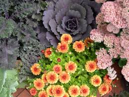 It is one of the best low maintenance balcony plants. Low Maintenance Flowering Landscape Winter Plants For Your Garden In The Pacific Northwest Greenhaven Landscapes