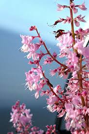 Image result for Syncolostemon