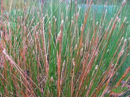 Image result for Eleocharis variegata