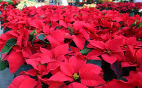 The sap can cause a skin rash, too. Are Poinsettias Poisonous Holidays