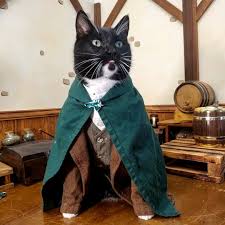 Cats are not only fur babie. Cat Cosplay On Twitter There S Always A Second Breakfast On Caturday