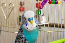 Weitere ideen zu vogelarten, vögel, tiere. Vogelarten Die Sich Als Haustiere Eignen Deine Tiere