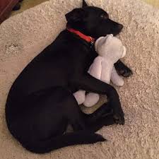 We did not find results for: Adopt Coal On Petfinder Adoption Pet Adoption Pets