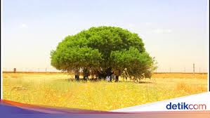 Org), di bagian jnf store (tress for israel certificate), disebutkan bahwa di tanah palestina telah ditanami sebanyak 220 juta batang pohon gharqad. Kisah Pohon Sahabi Yang Jadi Sahabat Nabi Di Masa Kecil