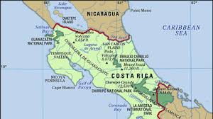 Image result for Nicolasia costata