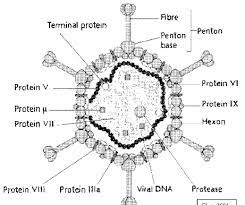 Items de l'ecn concernés : Adenovirus Structure Download Scientific Diagram