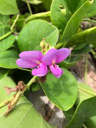 Image result for Canavalia africana