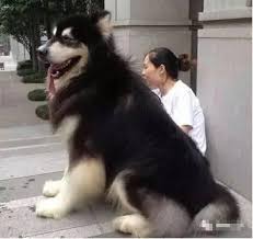 家犬 （ canis lupus familiaris ）. é˜¿æ‹‰æ–¯åŠ çŠ¬åˆ°åº•èƒ½é•¿å¤šå¤§ åŠ¨ç‰©ç™¾ç§'ç½'