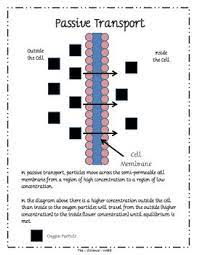 Pin On Lauren Biology