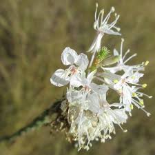 Check spelling or type a new query. Tiny White Flower Cluster On Long Stem