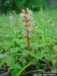 Image result for Orobanche