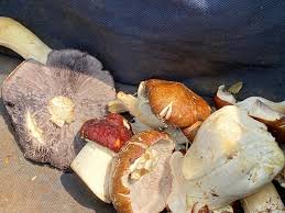 NJ foragers comb through Jersey's woodlands looking for culinary gold