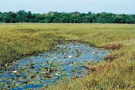 Image result for Aspidoglossum hirundo