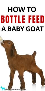 Video Bottle Feeding Goats The Organic Goat Lady In 2020 Baby Goats Feeding Goats Bottle Feeding