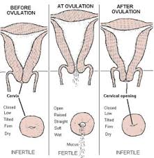 The cervix during early pregnancy is hard, but at the same time, it stays high. Checking Your Cervix Tmi Trying To Conceive Forums What To Expect