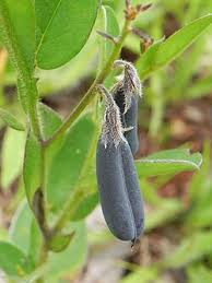 Image result for Stipularia