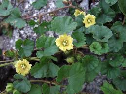 Image result for Merremia verecunda