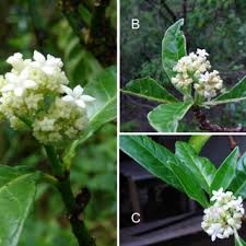 Image result for Psychotria kirkii
