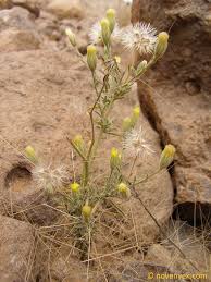 Image result for Pegolettia senegalensis