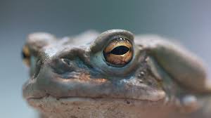 It has leathery skin that ranges in color from olive brown to black with a few, low rounded bumps and enlarged glands behind their eyes and on the back of the. Spanish Porn Star Arrested For Death From Toad Venom Ritual What Is 5 Meo Dmt