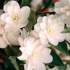 Camelia Champetre Cinnamon Cindy Pink And White Flowers Camellia Flower Camellia