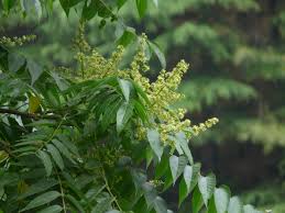 Sapindus mukorossi Images - Useful Tropical Plants