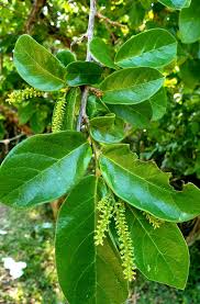 Image result for Antidesma venosum