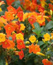 Image result for Streptosolen