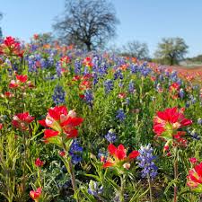 There are few other places where you can experience all four seasons in just one day. How To Find Wildflowers In The Texas Hill Country