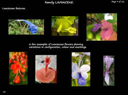 Image result for Lamiaceae